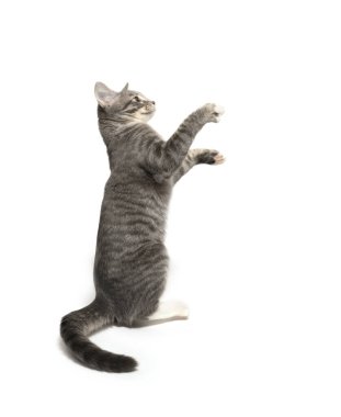 Beyaz arka planda gri ve beyaz kedi yavrusu zıplıyor