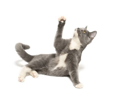 Beyaz arka planda yalnız oynayan sevimli gri ve beyaz kedi.