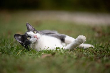 Yazın çimlerin üzerinde yatan sevimli beyaz ve gri kedi.