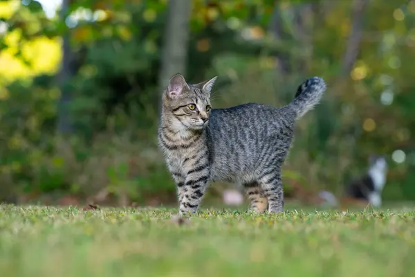 Roztomilý Tabby Kočka Stojící Otevřeném Dvoře Stromy Dalšími Kočkami Pozadí — Stock fotografie