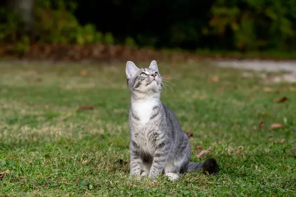 Roztomilý Tabby Kočka Dívá Nahoru Sedí Dvoře Létě — Stock fotografie