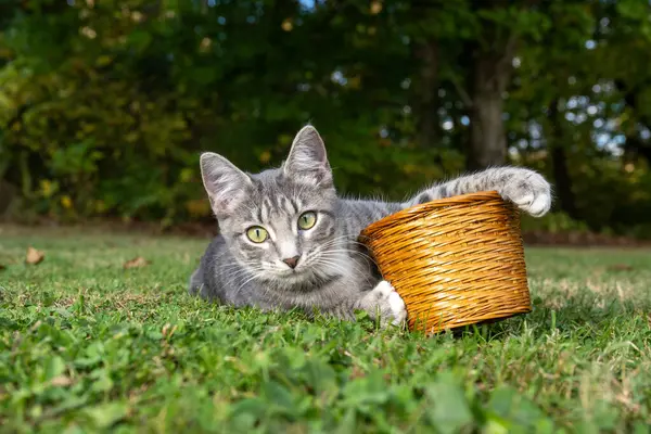 Sevimli Tekir Kedi Yazın Çimlerin Üzerinde Bir Sepetin Yanında Yatıyor — Stok fotoğraf