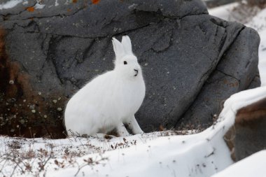 Kuzey Kutbu tavşanı, Churchill, Manitoba 'nın hemen dışında bir tilkiye dönüşürken bir kayanın kenarında oturuyor.