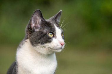 Arka planda yeşil çimenler olan sevimli gri ve beyaz bir kedi.