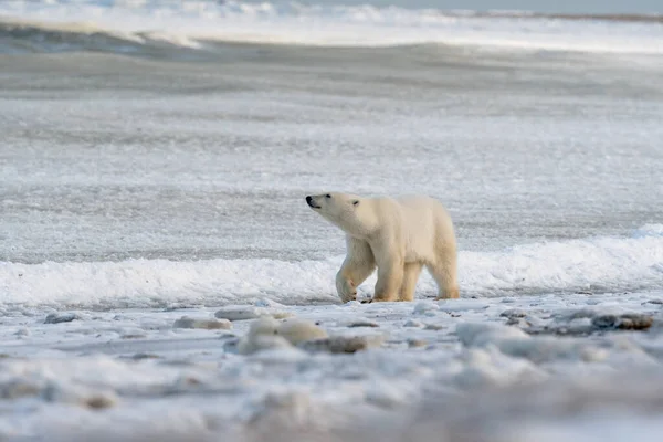 11月 マニトバ州チャーチル近くのハドソン湾沿いの極熊が氷が凍るのを待っている ストックフォト