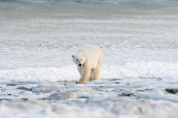 今年11月 一只北极熊沿着马尼托巴省丘吉尔附近的哈德逊湾海岸散步 等待冰冻 免版税图库图片