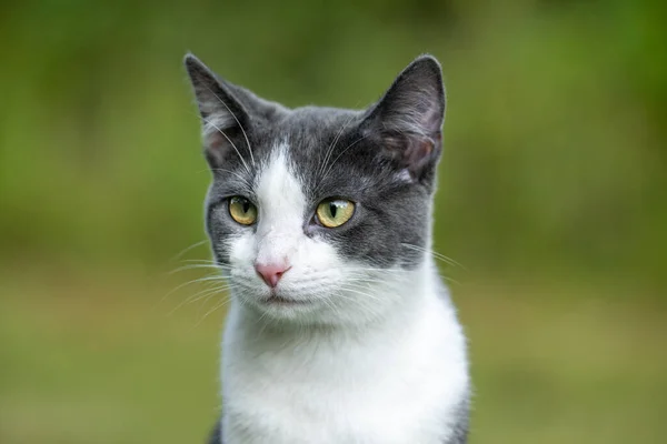 かわいい灰色と白い猫が背景に緑の草で屋外に ストックフォト