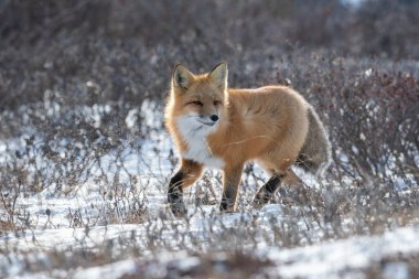 Churchill, Manitoba 'nın dışında karla kaplı bir alanda yemek arayan bir kızıl tilki..