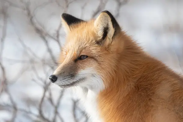 一只红狐狸在马尼托巴省邱吉尔郊外的雪地里觅食 图库图片