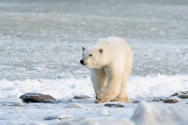 11月 マニトバ州チャーチル近くのハドソン湾沿いの極熊が氷が凍るのを待っている ストック写真