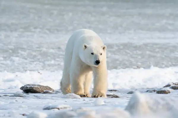 11月 マニトバ州チャーチル近くのハドソン湾沿いの極熊が氷が凍るのを待っている ストック画像