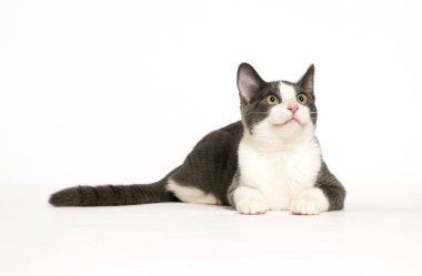 Beyaz arka planda izole edilmiş gri ve beyaz kedi uzanmış yukarıya bakıyor..