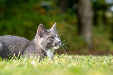 Tatlı gri ve beyaz kedi yazın çimlere uzanıyor ve bakıyor.