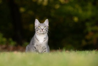 Bahçede yeşil çimenler ve arka planda ağaçlar olan sevimli tekir kedi.