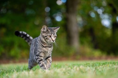 Yazın yeşil arka planı olan sevimli tekir kedi portresi.