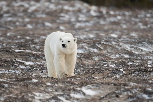 Urso Polar Caminha Sobre Solo Parcialmente Coberto Neve Enquanto Faz — Fotografia de Stock