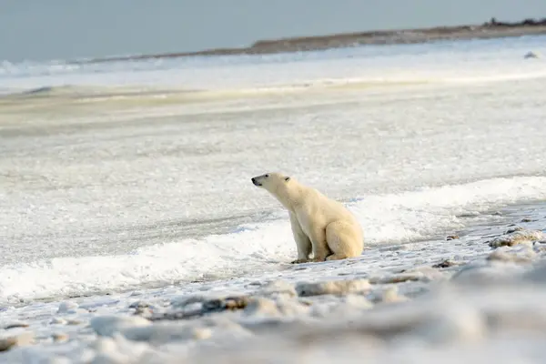 Urso Polar Sentado Longo Costa Baía Hudson Perto Churchill Manitoba — Fotografia de Stock
