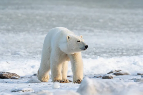 Urso Polar Caminha Longo Costa Baía Hudson Perto Churchill Manitoba — Fotografia de Stock
