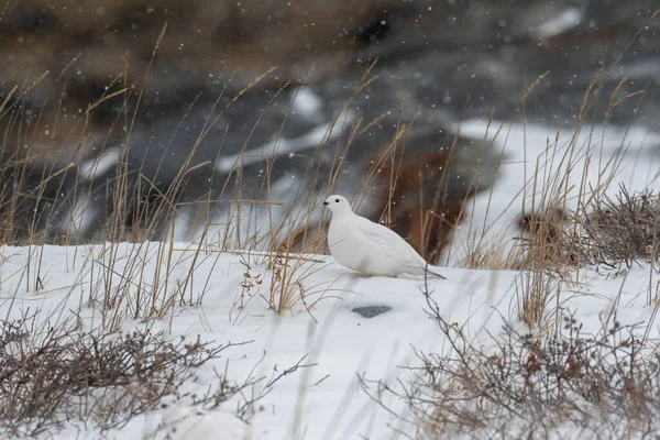 stock image Willow Ptarmigan in the snow outside of Churchill, Manitoba, in the winter