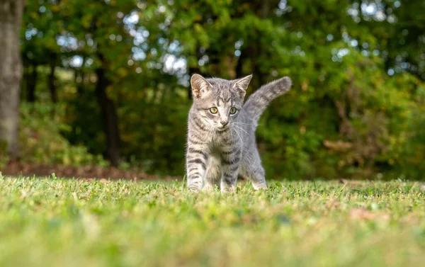 Yazın Bahçede Çimenlerde Yürüyen Gri Tekir Kediyi Iyileştir — Stok fotoğraf