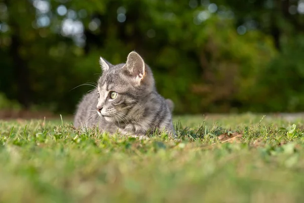 Yazın Bahçedeki Çimlerde Yatan Gri Tekir Kediyi Iyileştir — Stok fotoğraf