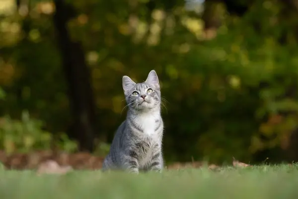 Roztomilý Tabby Kočka Venku Dvoře Zelenou Trávou Stromy Pozadí — Stock fotografie