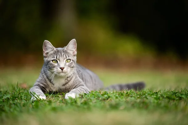Gray Tabby Cat Laying Grass Preparing Sounce Yard — Stock fotografie