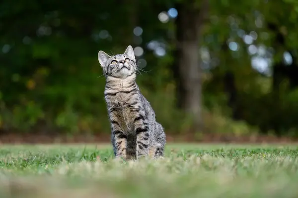 Yazın Yeşil Arka Planı Olan Sevimli Tekir Kedi Portresi — Stok fotoğraf