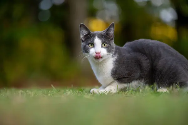 Šedobílá Kočka Sedící Trávě Vyplazeným Jazykem — Stock fotografie