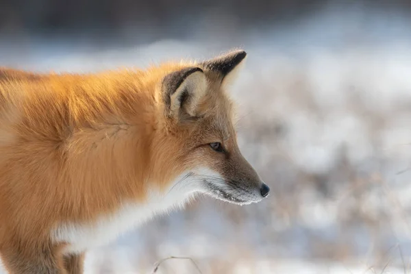 一只红狐狸在马尼托巴省邱吉尔郊外的雪地里觅食 免版税图库照片