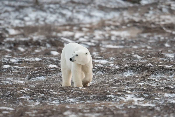 Полярний Ведмідь Ходить Над Землею Частково Вкритою Снігом Просуваючись Гудзонової Ліцензійні Стокові Фото