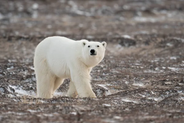 Белый Медведь Ходит Земле Частично Покрытой Снегом Направляясь Гудзоновскому Заливу Стоковое Фото