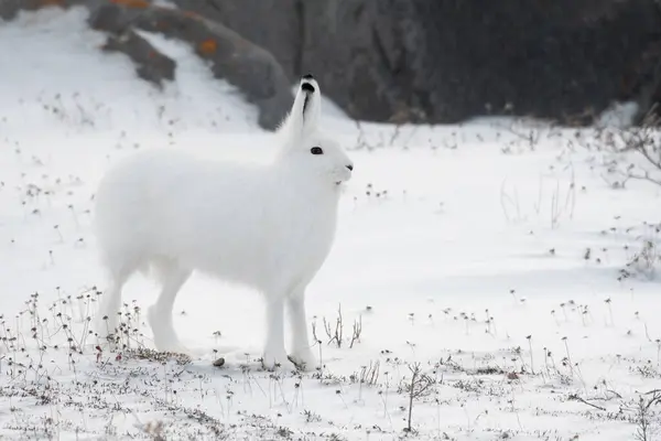在马尼托巴省丘吉尔市外的一个时代 一只站在后腿上的北冰洋野兔与一只十字狐狸发生了口角 免版税图库图片