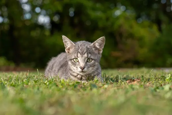 夏の庭に芝生に置くキュアグレーのタビーの子猫 ロイヤリティフリーのストック写真