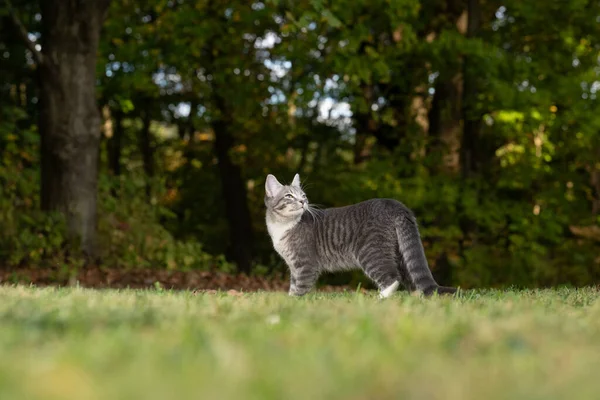 背景に緑の草や木がある庭の外でかわいいタビー猫 ロイヤリティフリーのストック画像