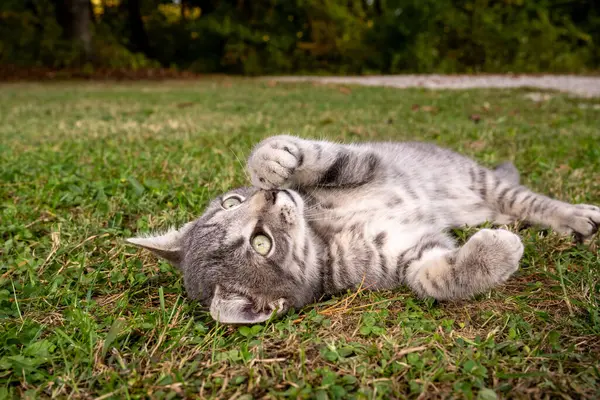 一只灰色的肥猫躺在院子里的草地上 免版税图库图片
