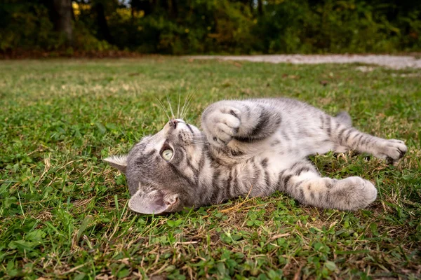 一只灰色的肥猫躺在院子里的草地上 图库照片