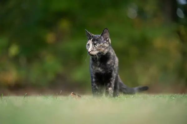 一只山猫在开阔的田野里 背景是绿草丛生的山猫 免版税图库照片