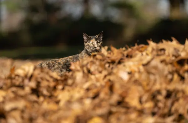 一只猫在院子里的枯叶堆里偷窥 图库图片