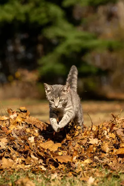可爱的灰胖胖的猫在院子里跳过一堆干枯的叶子 图库图片