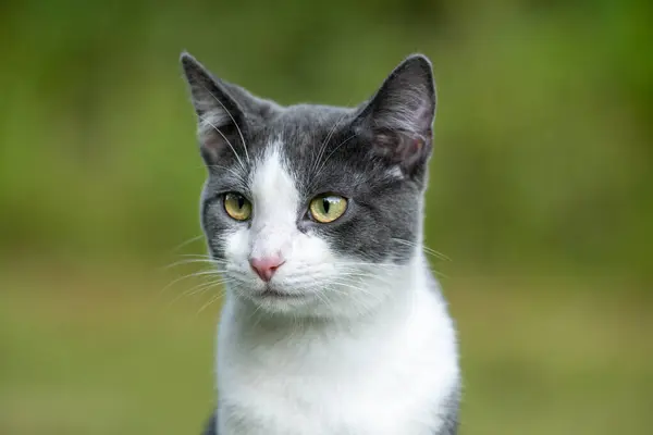 かわいい灰色と白い猫が背景に緑の草で屋外に ロイヤリティフリーのストック写真