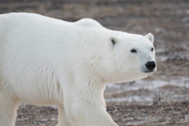 Churchill, Manitoba yakınlarındaki Hudson Körfezi 'ne doğru yürüyen bir kutup ayısı..