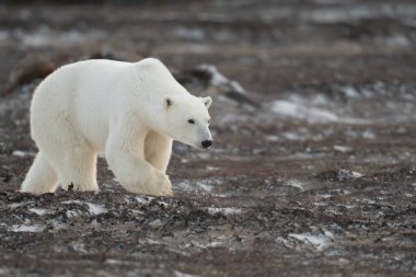 A polar bear walking through an open field toward Hudson Bay near Churchill, Manitoba. clipart