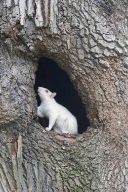 A cute white squirrel inside of a hole in a large tree in the city park in Olney, Illinois, which is known for its population of albino squirrels clipart