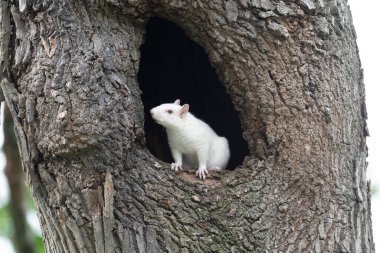 Olney, Illinois 'deki şehir parkındaki büyük bir ağaçtaki deliğin içindeki sevimli beyaz sincap, albino sincap nüfusuyla tanınır.
