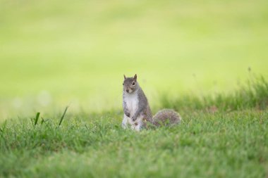 eastern gray squirrel sitting on its hind legs in the grass in Olney City Park in Olney, Illinois clipart