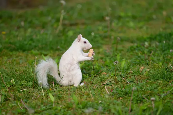 Olney, Illinois 'deki şehir parkında yeşil çimlerde bir albino gri sincap. Kasaba beyaz sincap nüfusuyla ünlüdür..