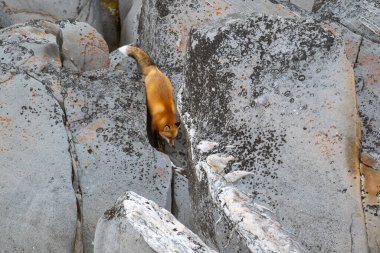 Sonbaharda Churchill, Manitoba yakınlarındaki Hudson Körfezi 'nin kayalık kıyı şeridinde koşan bir kızıl tilki..