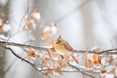 Kuzeyli dişi kardinal, Birleşik Devletler 'in orta batısındaki bir kış fırtınası sırasında bir ağaca tünedi..