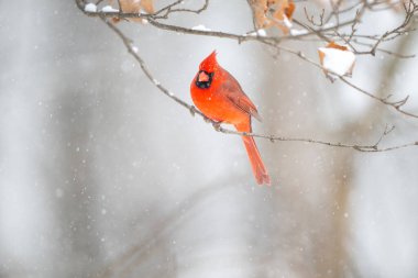 Erkek kuzey kardinali şiddetli bir kar fırtınası sırasında bir dala tünemiş..